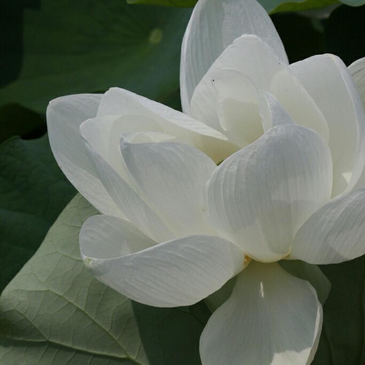 神谷道场（神谷熏主持的道场、剑心寄宿处） - 动作大片蓝光在线观看 - 小程序直播